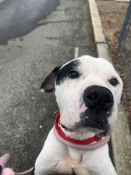 Pupusa — thumbnail 2