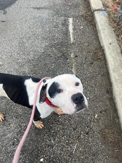 Pupusa — thumbnail 3