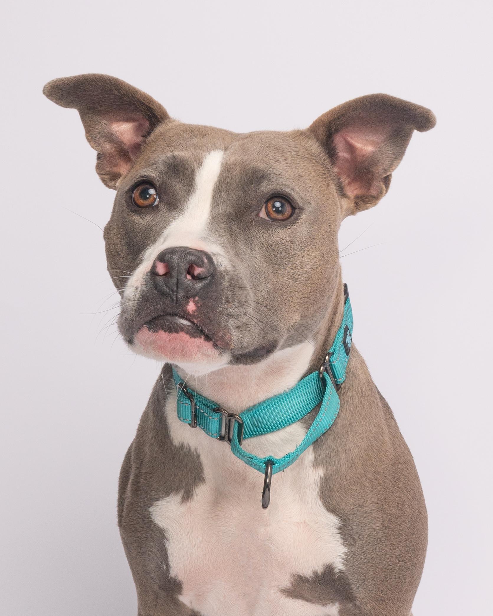 Roo, a Adoptable mixed breed in Eugene, OR image 1/2
