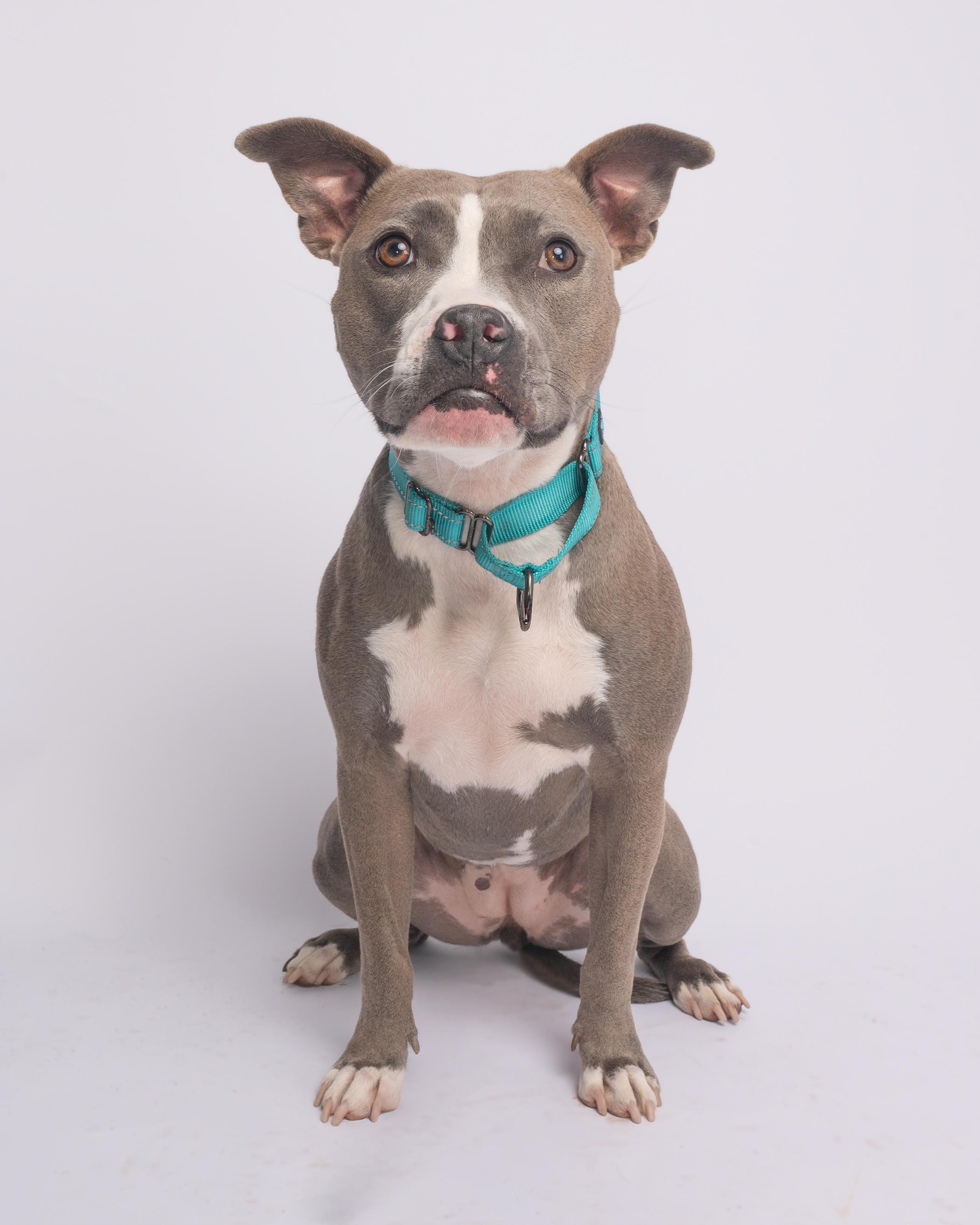 Roo, a Adoptable mixed breed in Eugene, OR image 2/2