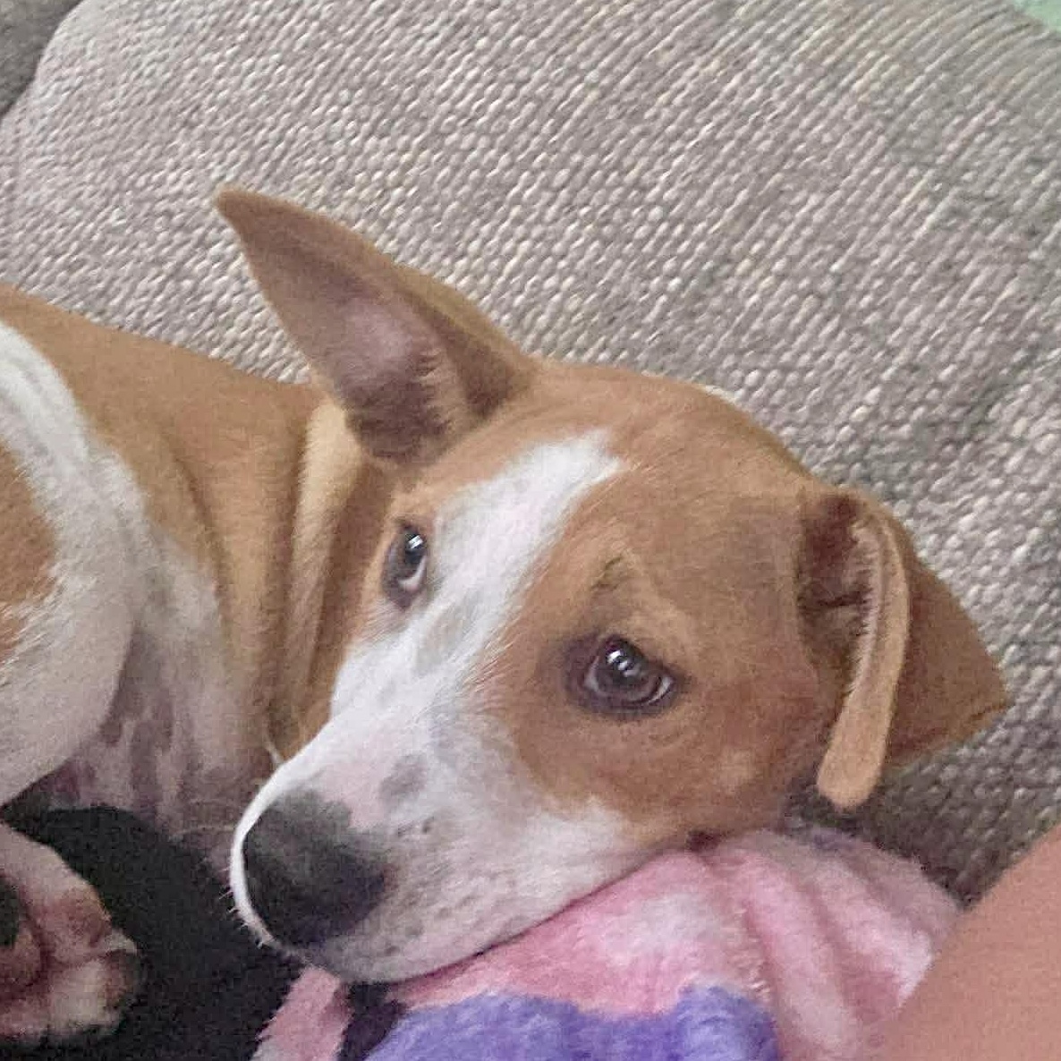 Seashell, an adopted mixed breed in Pittsburgh, PA image 6/6