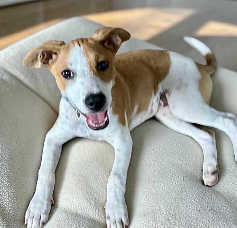 Seashell, adopted, Puppy Female Jack Russell Terrier.