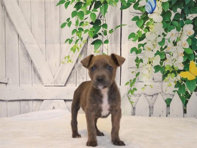 Enlarge CHARLIE, a Adoptable mixed breed in Oroville, CA image 1/1