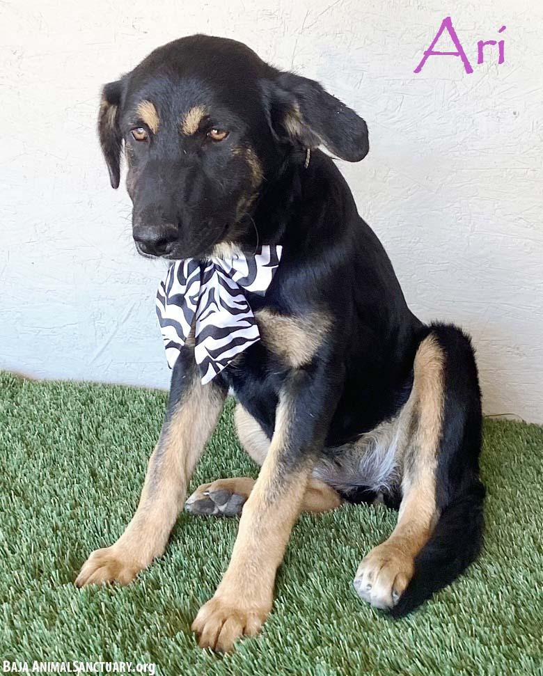 Ari, Young Female Rottweiler