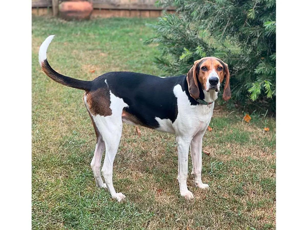 Enlarge Hunter (AL), a Adoptable Treeing Walker Coonhound in Mobile, AL image 2/3