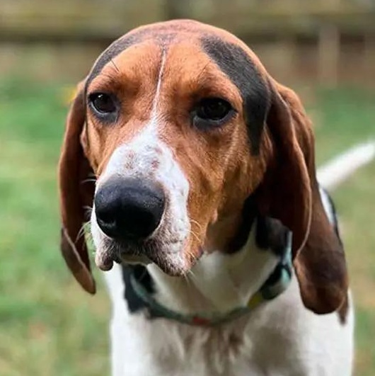 Hunter (AL), Adoptable, Young Male Treeing Walker Coonhound.