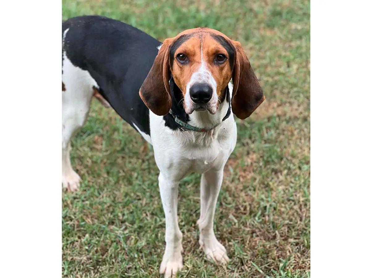 Enlarge Hunter (AL), a Adoptable Treeing Walker Coonhound in Mobile, AL image 3/3