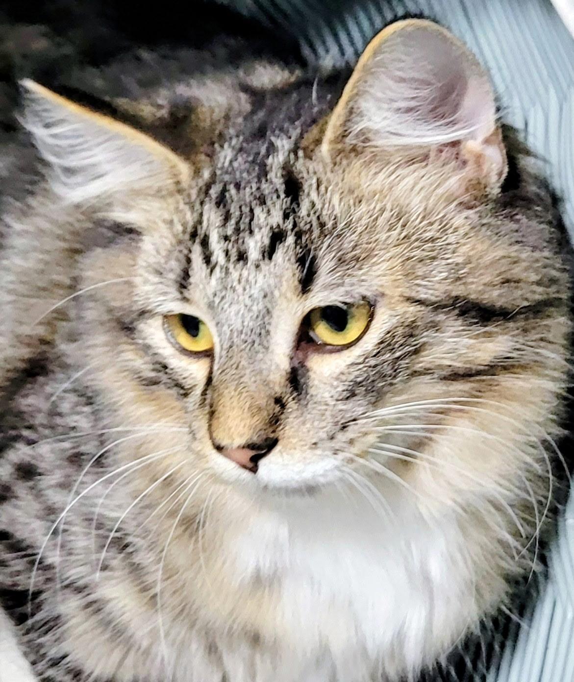 Enlarge Earl, a Adoptable Domestic Medium Hair in China Township, MI image 6/6