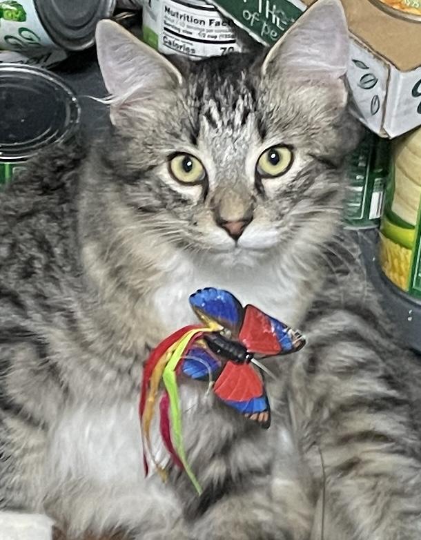 Enlarge Earl, a Adoptable Domestic Medium Hair in China Township, MI image 3/6