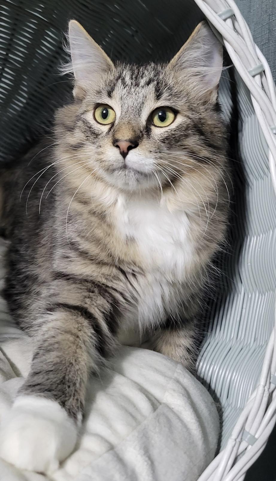 Earl, Adoptable, Kitten Male Domestic Medium Hair.