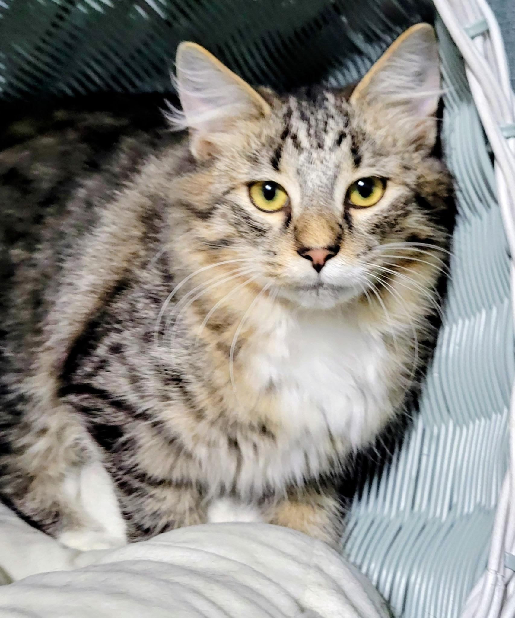 Enlarge Earl, a Adoptable Domestic Medium Hair in China Township, MI image 4/6