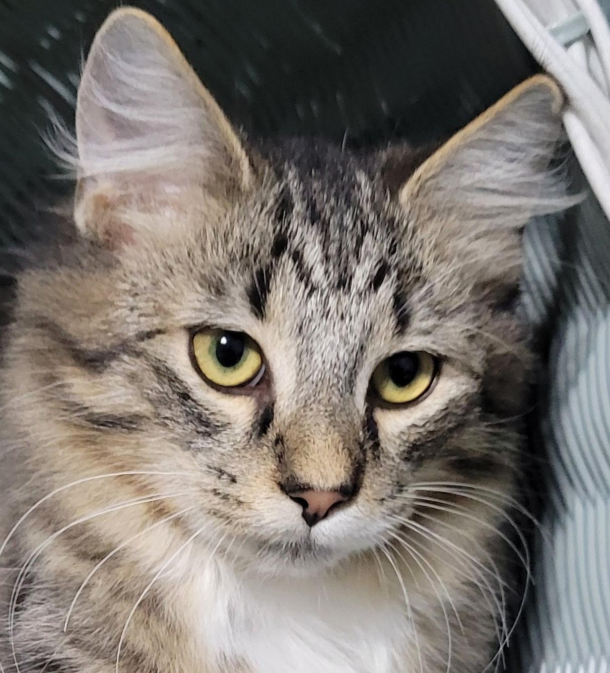 Enlarge Earl, a Adoptable Domestic Medium Hair in China Township, MI image 5/6