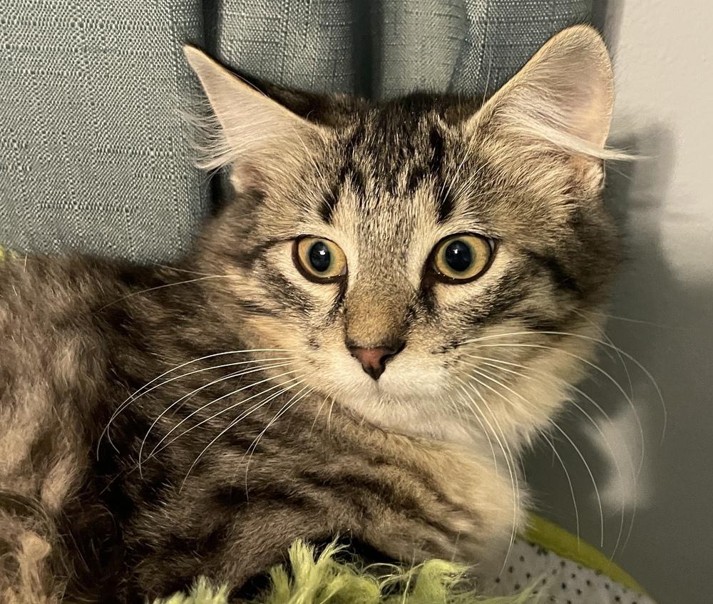 Enlarge Earl, a Adoptable Domestic Medium Hair in China Township, MI image 2/6