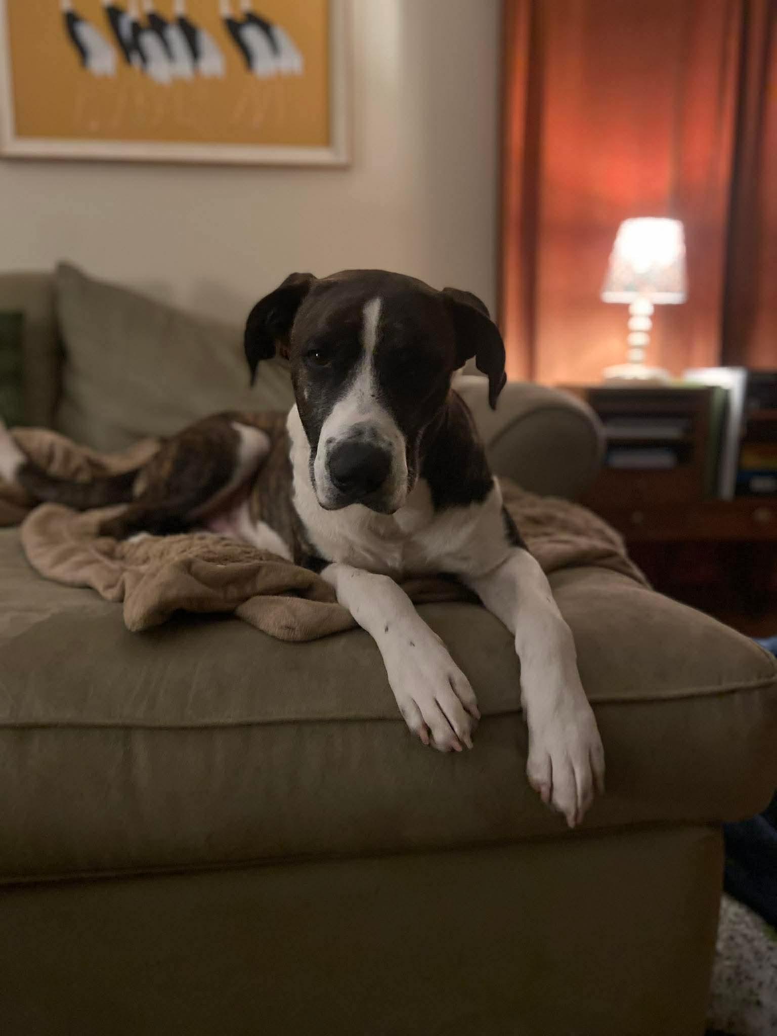 Enlarge Buck, a Adoptable Mixed Breed in Argyle, NY image 4/6