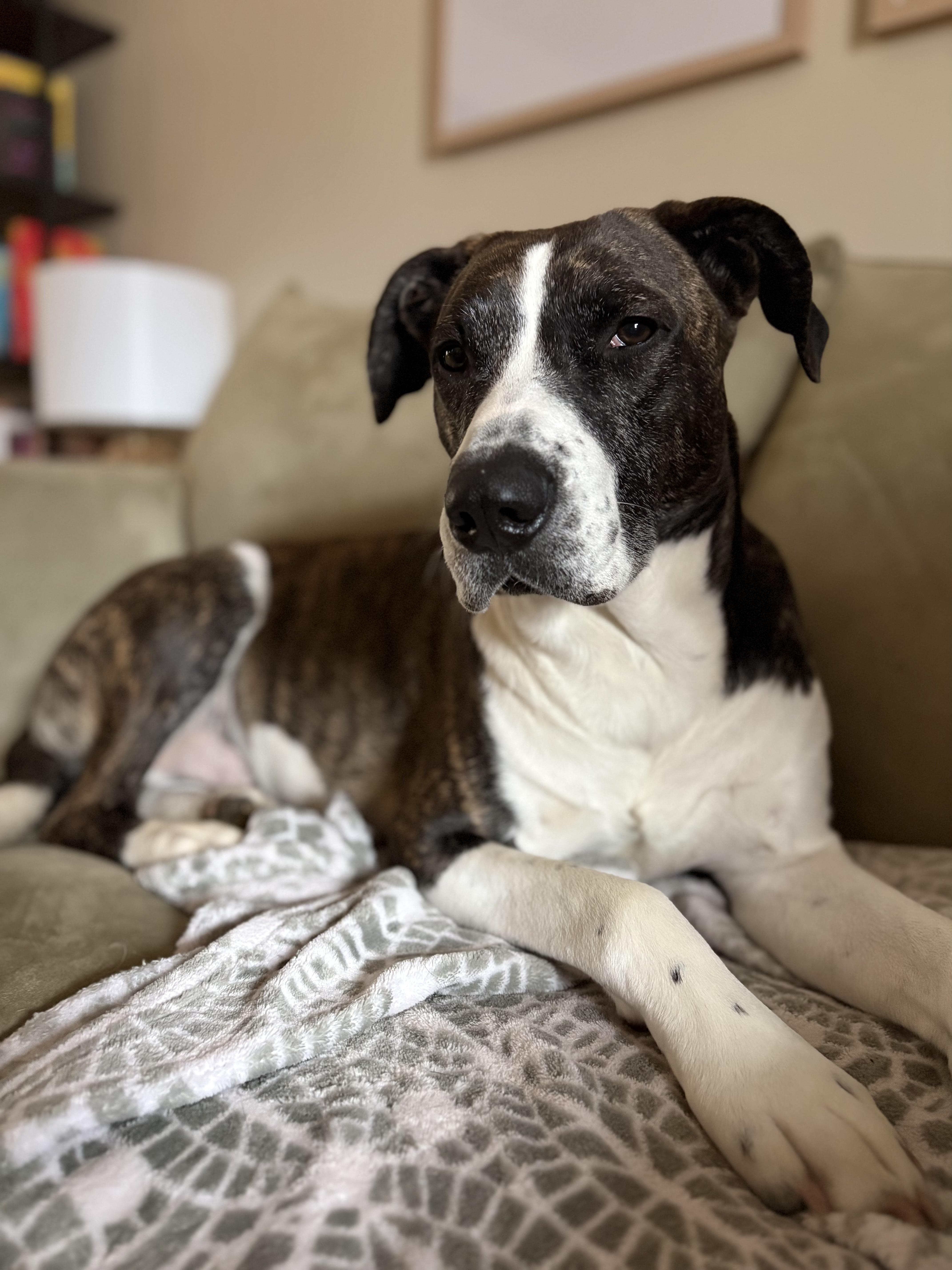 Buck, Adoptable, Young Male Mixed Breed.
