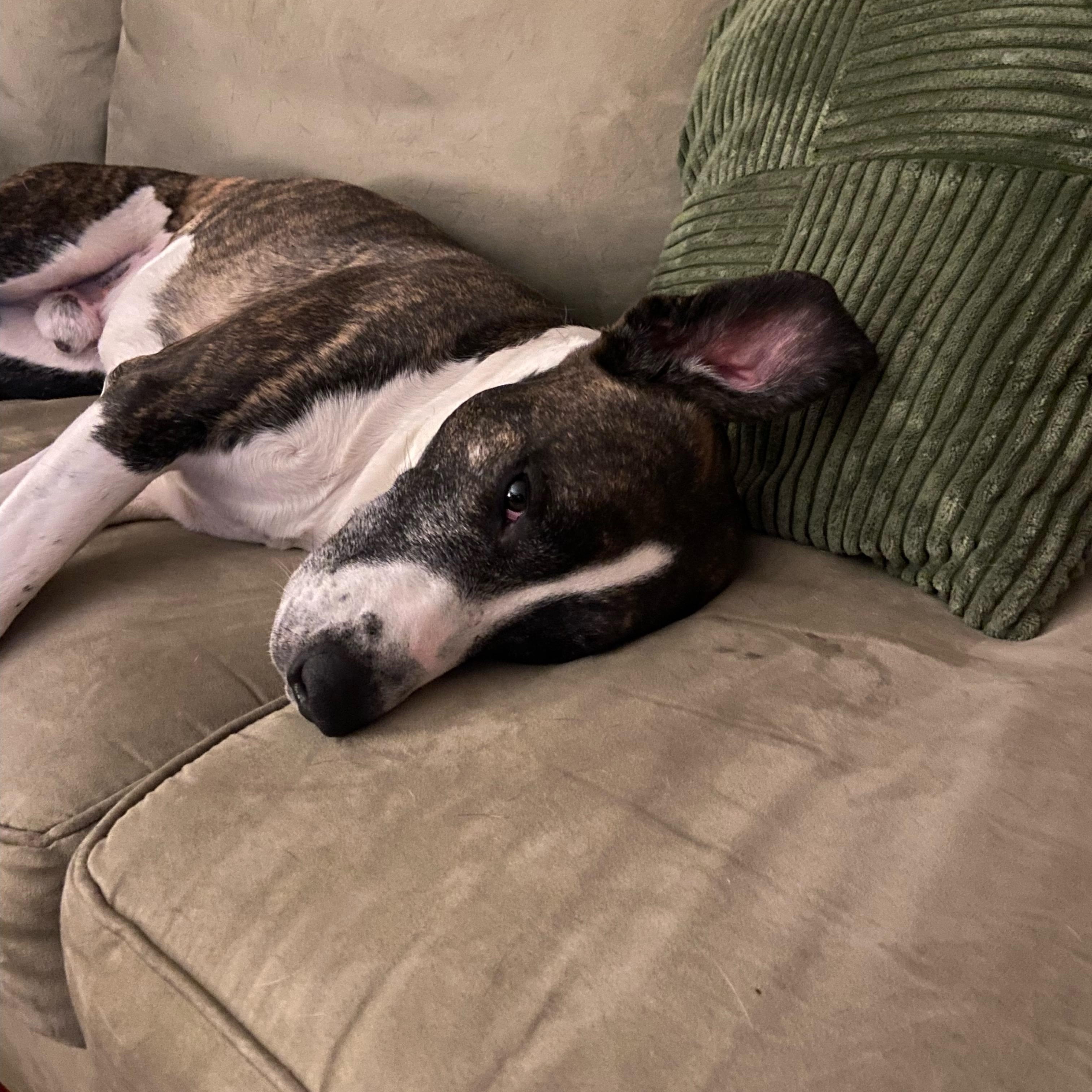 Enlarge Buck, a Adoptable Mixed Breed in Argyle, NY image 5/6