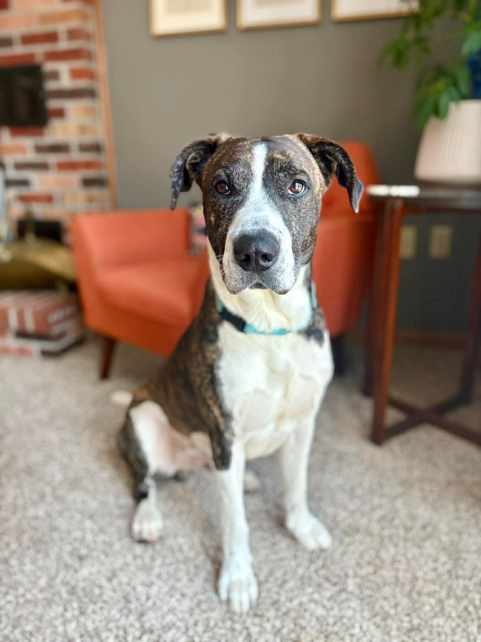 Enlarge Buck, a Adoptable Mixed Breed in Argyle, NY image 1/6