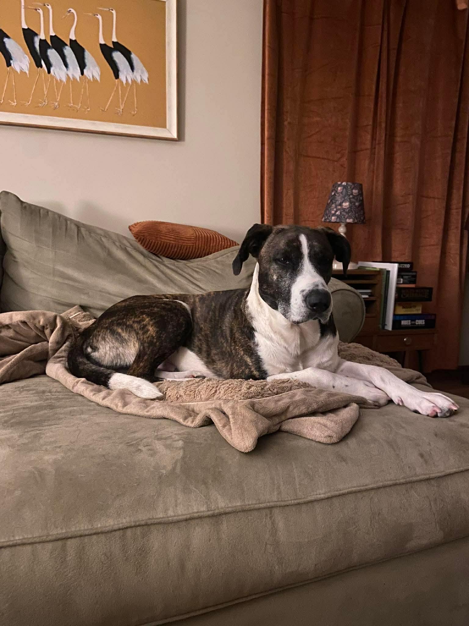 Enlarge Buck, a Adoptable Mixed Breed in Argyle, NY image 5/6