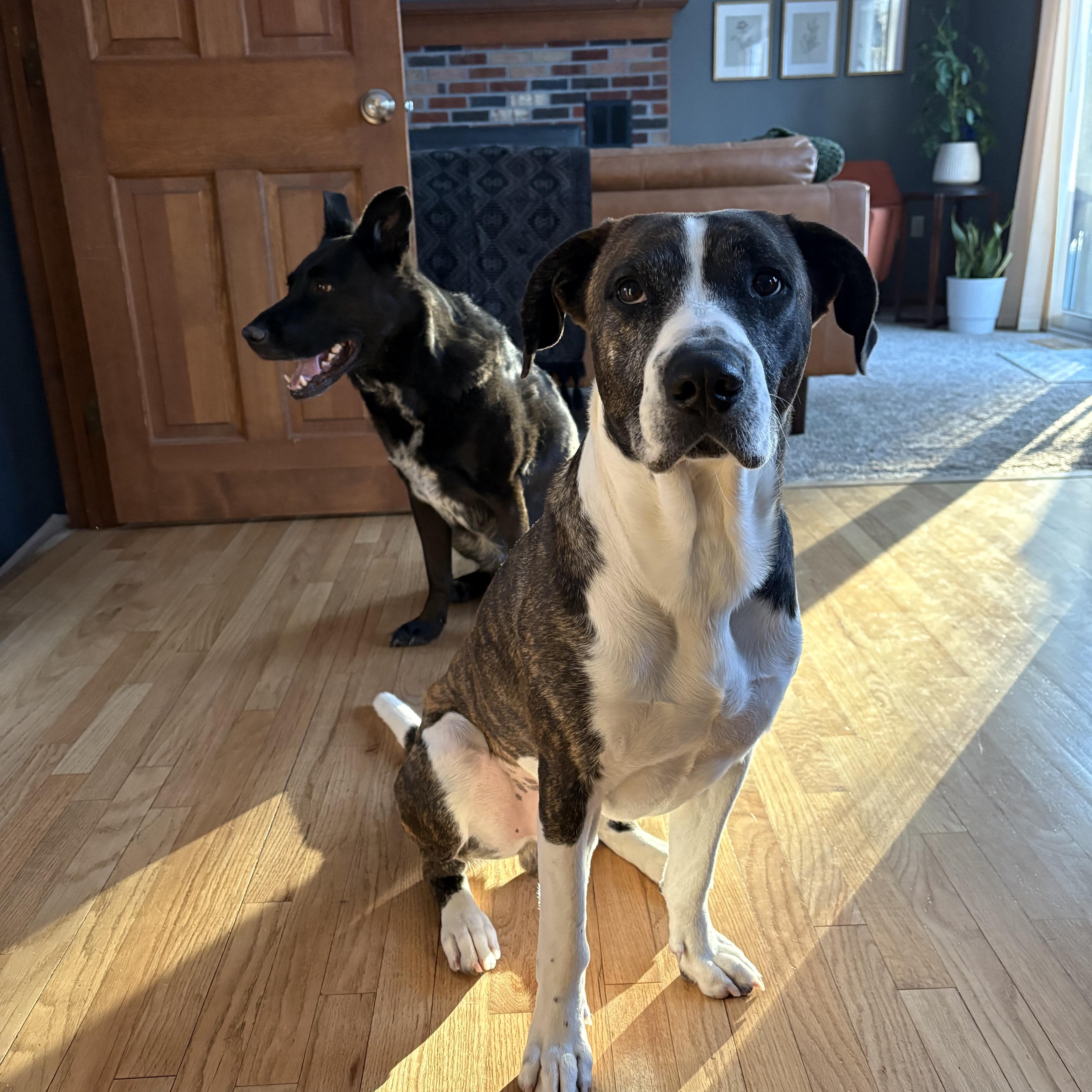 Enlarge Buck, a Adoptable Mixed Breed in Argyle, NY image 3/6