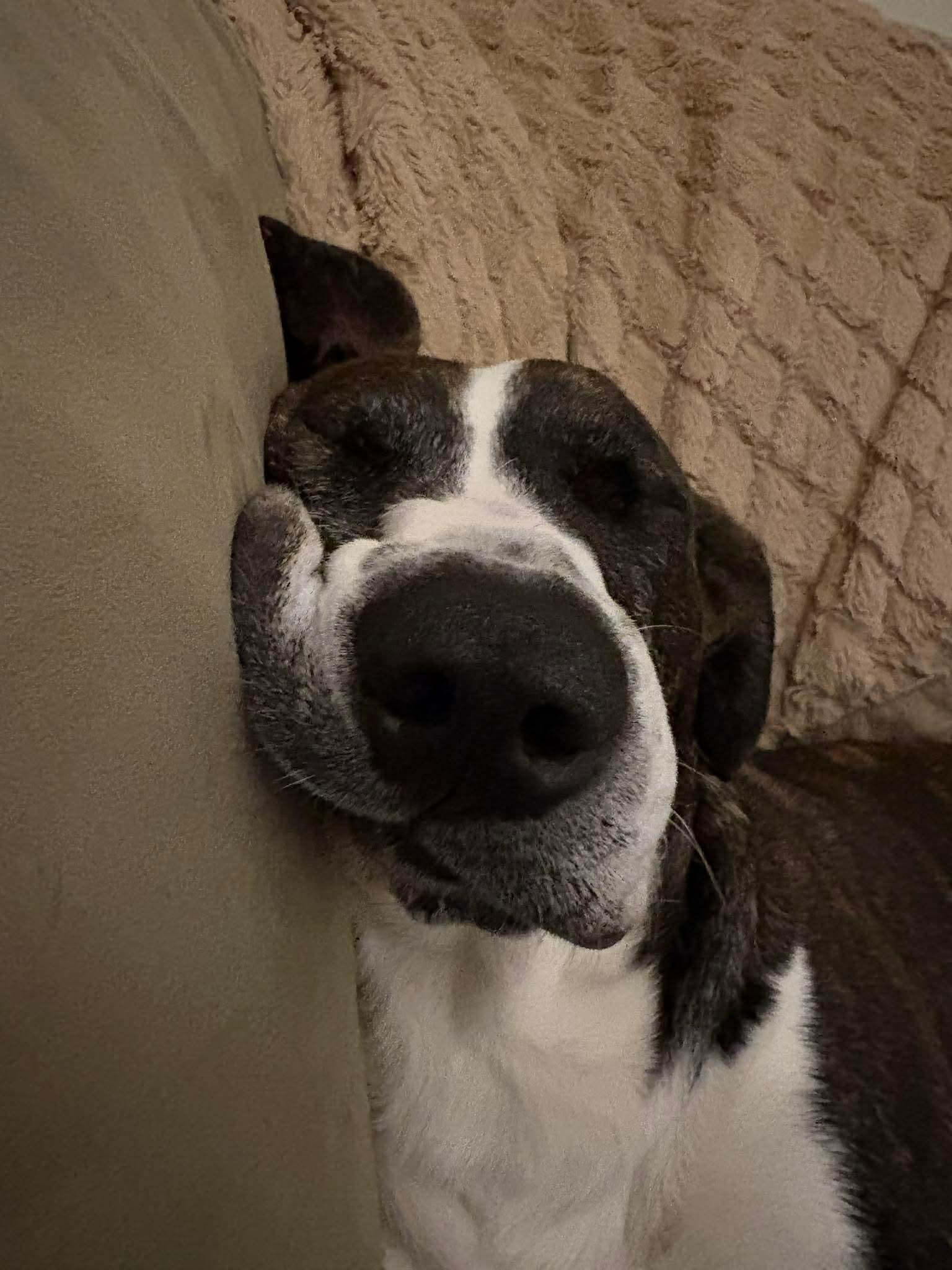 Enlarge Buck, a Adoptable Mixed Breed in Argyle, NY image 6/6