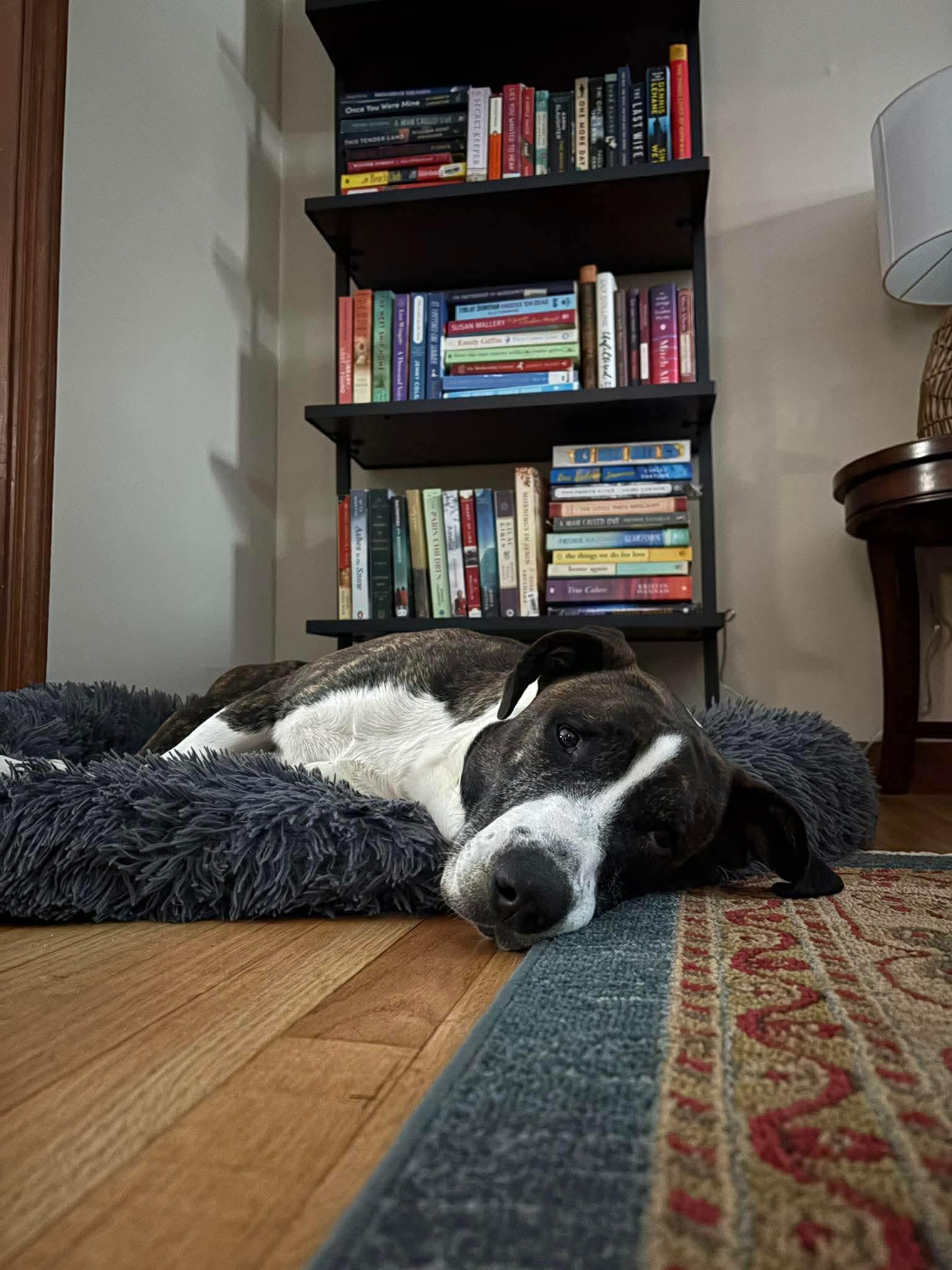 Enlarge Buck, a Adoptable Mixed Breed in Argyle, NY image 2/6