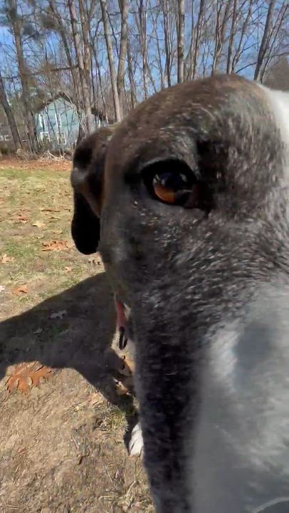 Enlarge Buck, a Adoptable Mixed Breed in Argyle, NY video 6/6