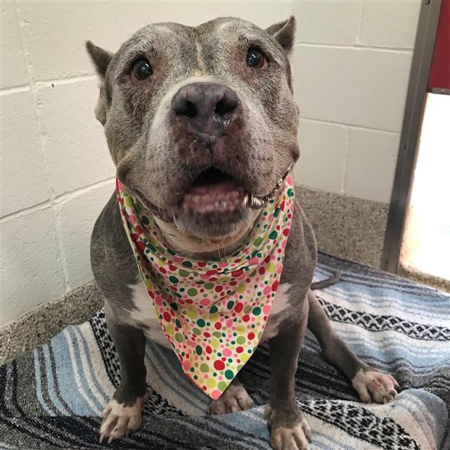JOSIE, Adoptable, Senior Female Staffordshire Bull Terrier.