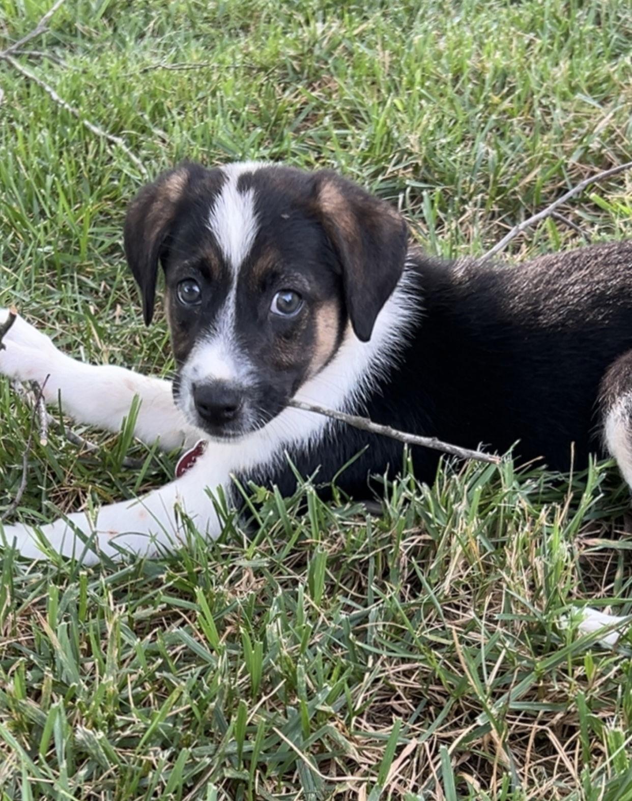 Indie, Adopted, Puppy Female Labrador Retriever.