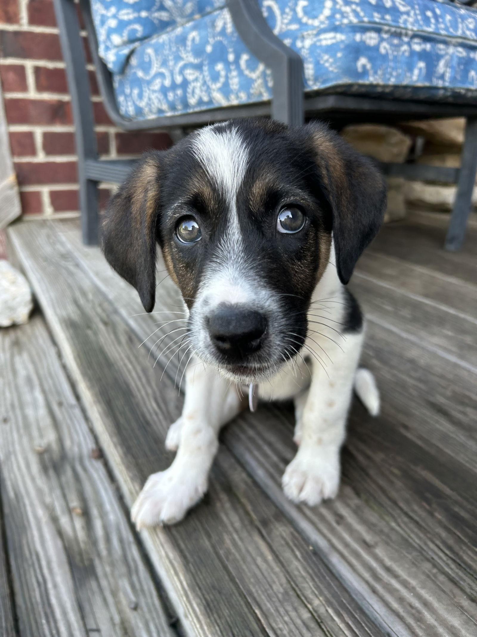 Indie, a Adopted Labrador Retriever in Nashville, TN image 2/3
