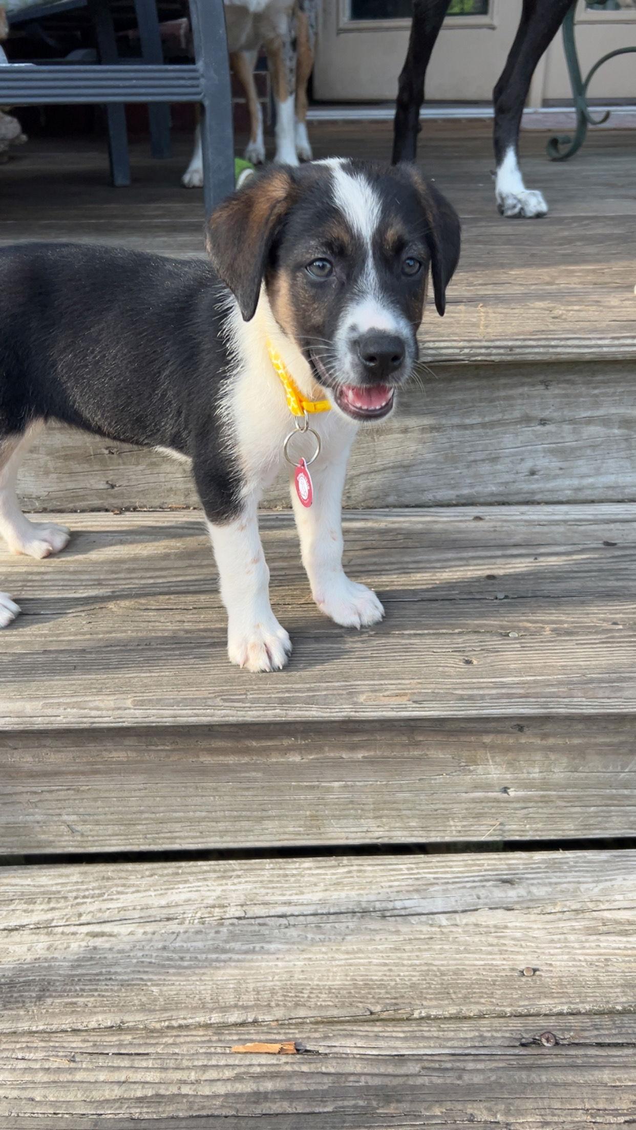 Indie, a Adopted Labrador Retriever in Nashville, TN image 3/3