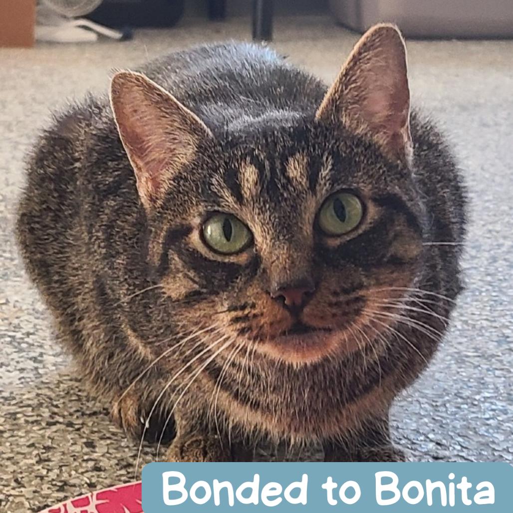 Rita Houston, Adoptable, Adult Female Domestic Short Hair.