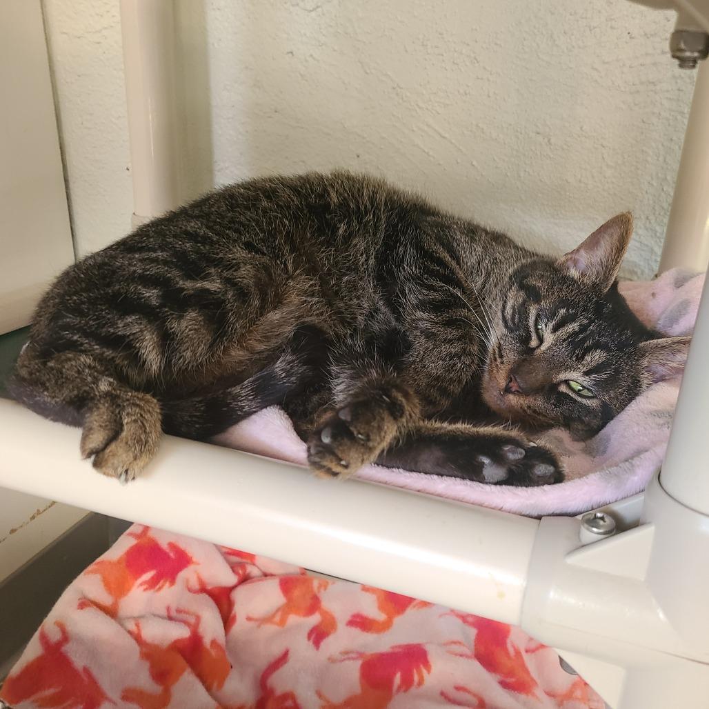 Enlarge Rita Houston, a Adoptable Domestic Short Hair in Denver, CO image 2/6