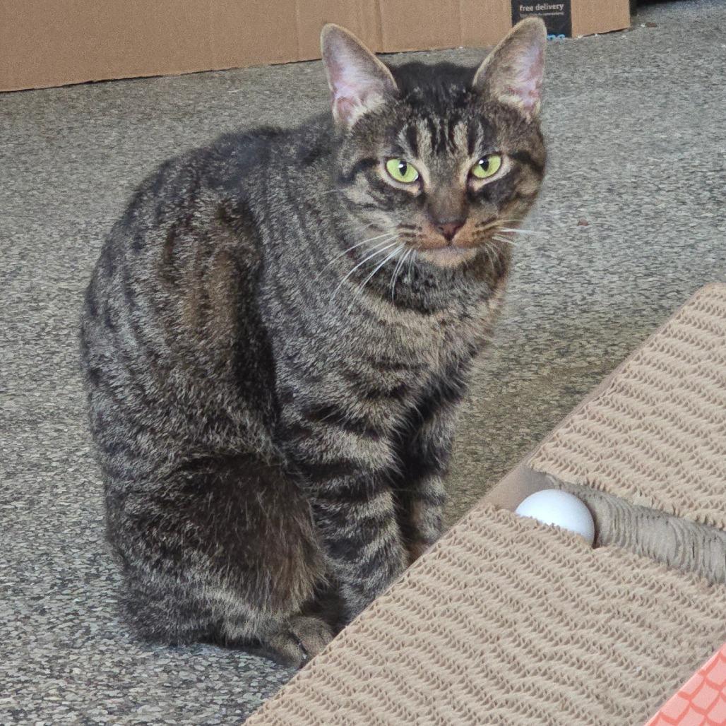 Enlarge Rita Houston, a Adoptable Domestic Short Hair in Denver, CO image 3/6