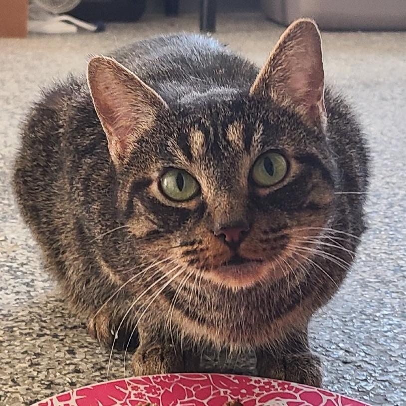 Enlarge Rita Houston, a Adoptable Domestic Short Hair in Denver, CO image 4/6