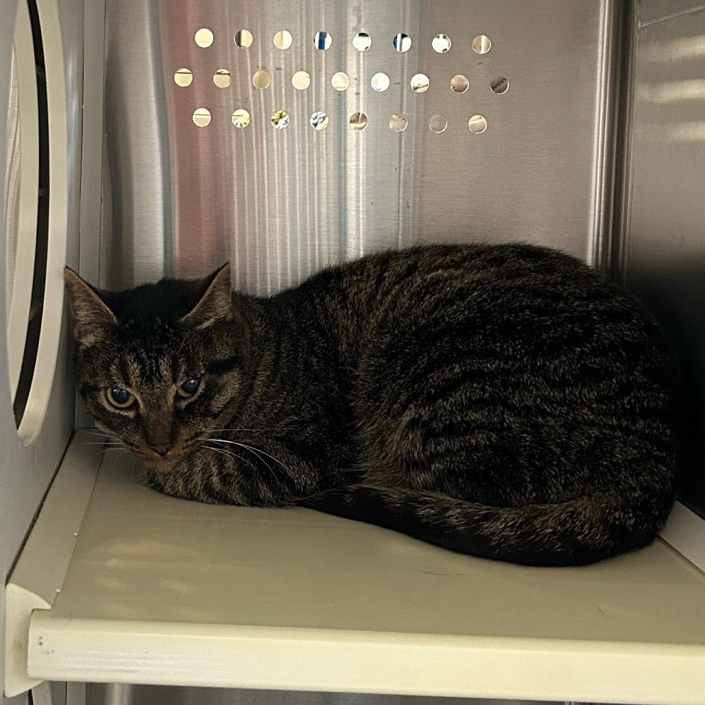 Enlarge Rita Houston, a Adoptable Domestic Short Hair in Denver, CO image 5/6