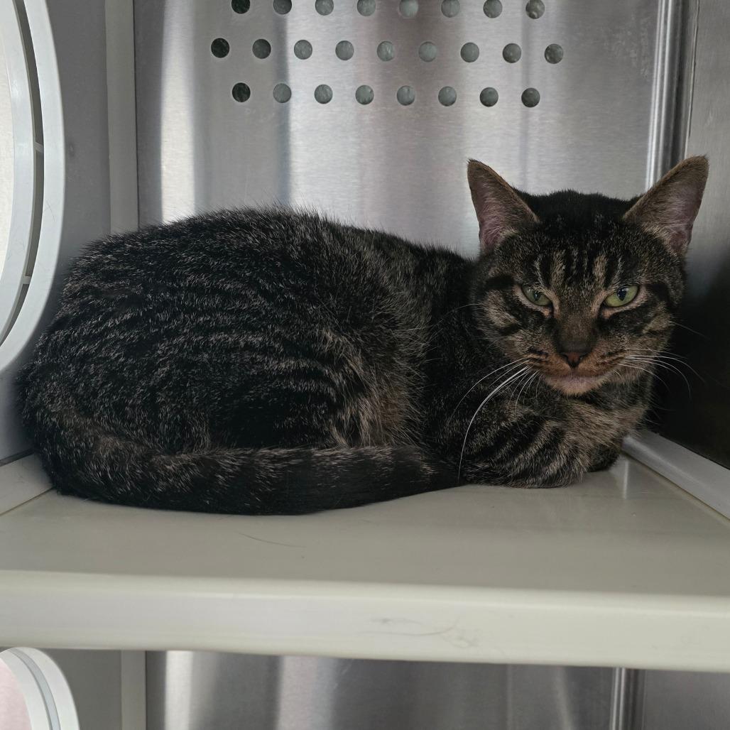 Enlarge Rita Houston, a Adoptable Domestic Short Hair in Denver, CO image 6/6