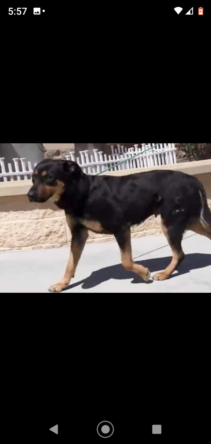Mandy, Adopted, Adult Female Rottweiler.
