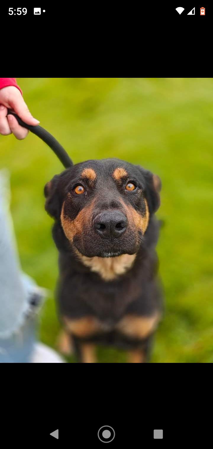Enlarge Mandy, a Adopted Rottweiler in Seattle, WA image 2/6