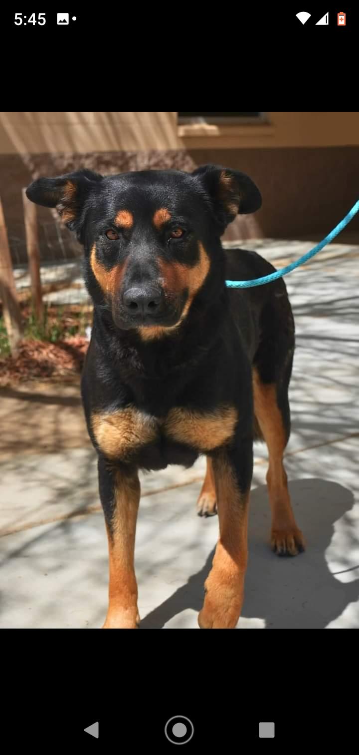 Enlarge Mandy, a Adopted Rottweiler in Seattle, WA image 3/6