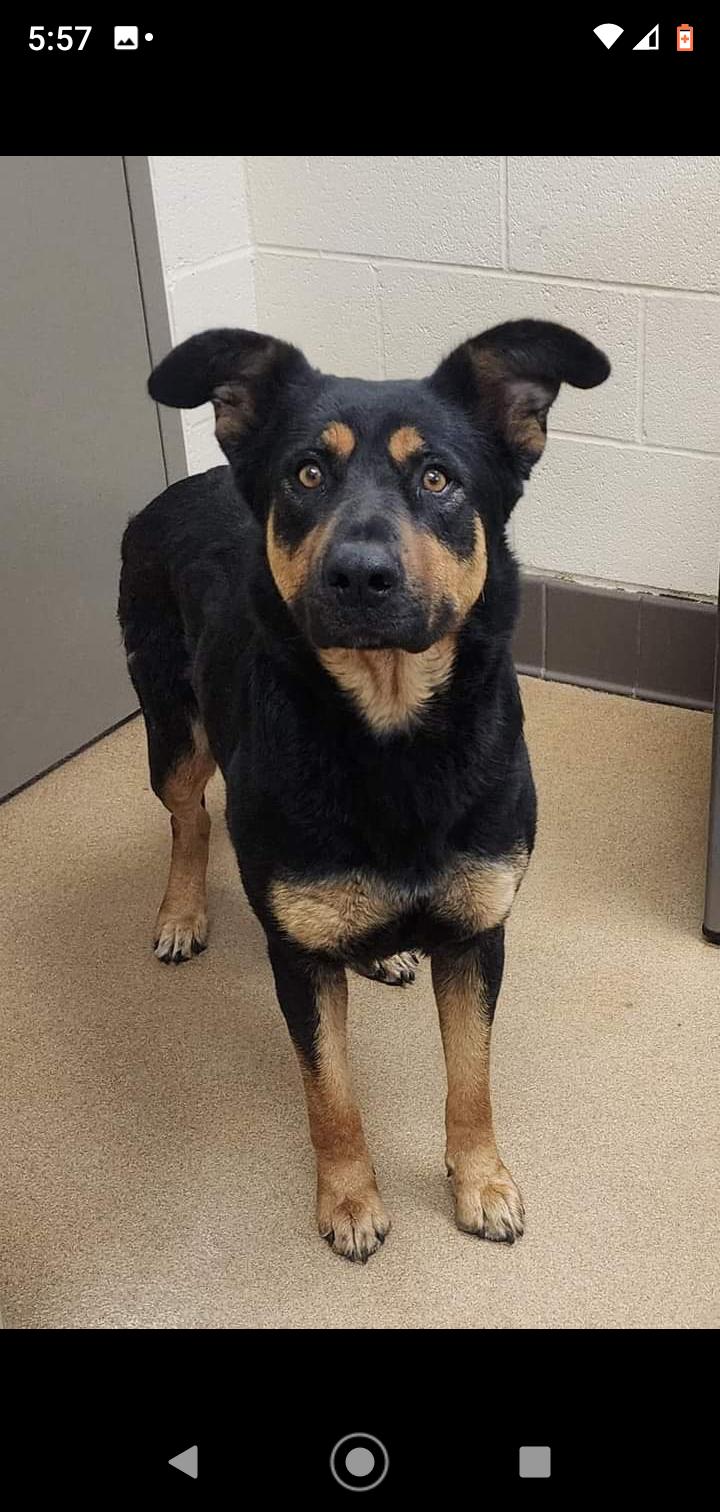Enlarge Mandy, a Adopted Rottweiler in Seattle, WA image 4/6