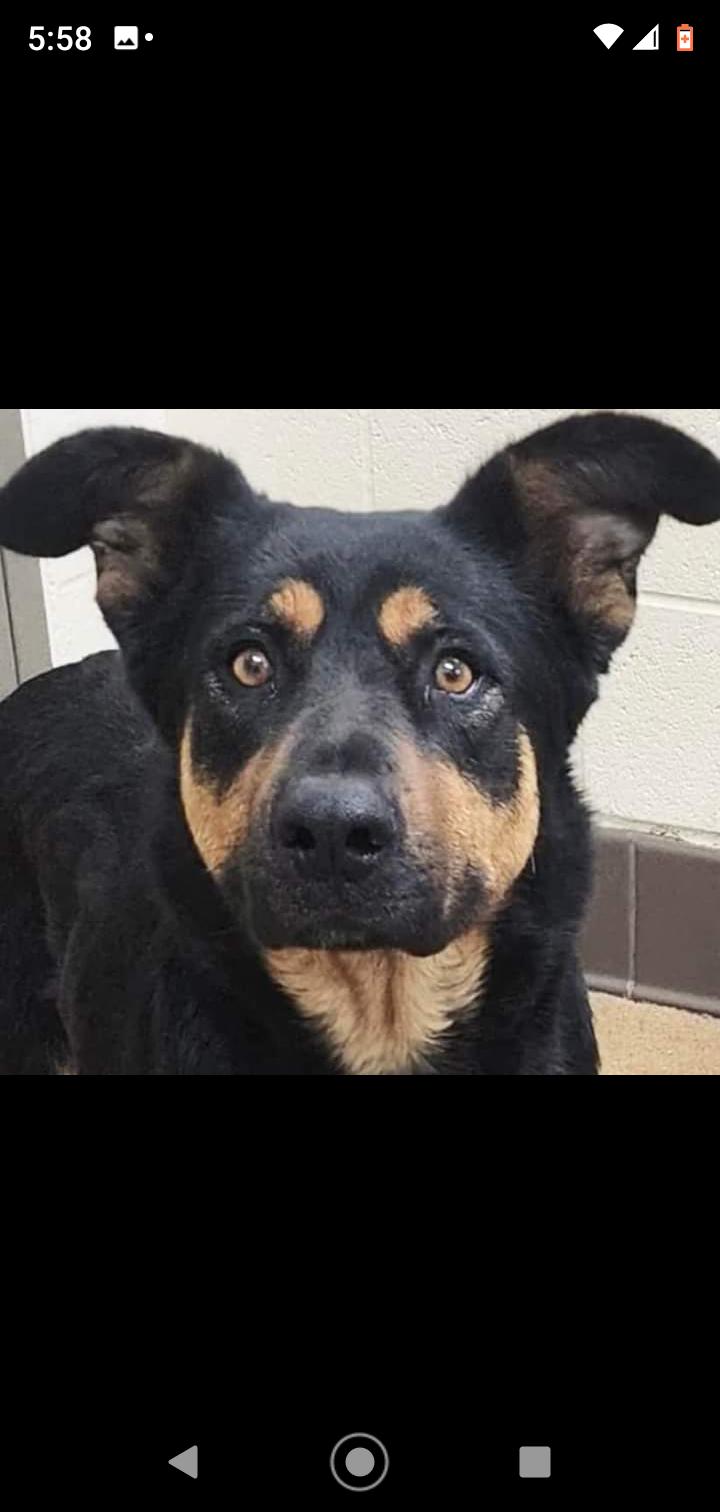 Enlarge Mandy, a Adopted Rottweiler in Seattle, WA image 5/6