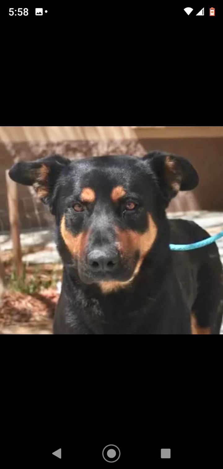 Enlarge Mandy, a Adopted Rottweiler in Seattle, WA image 6/6