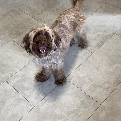 Enlarge Reese, an adopted mixed breed in BLOOMINGTON, NY image 2/4
