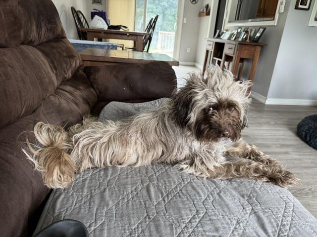Enlarge Reese, an adopted mixed breed in BLOOMINGTON, NY image 4/4