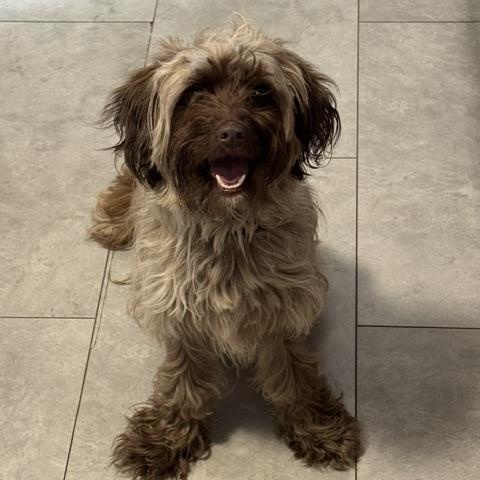 Reese, adopted, Young Female Lhasa Apso & Aussiedoodle.