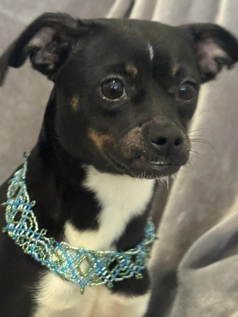 Anna, a Adoptable mixed breed in Irving, TX image 1/5