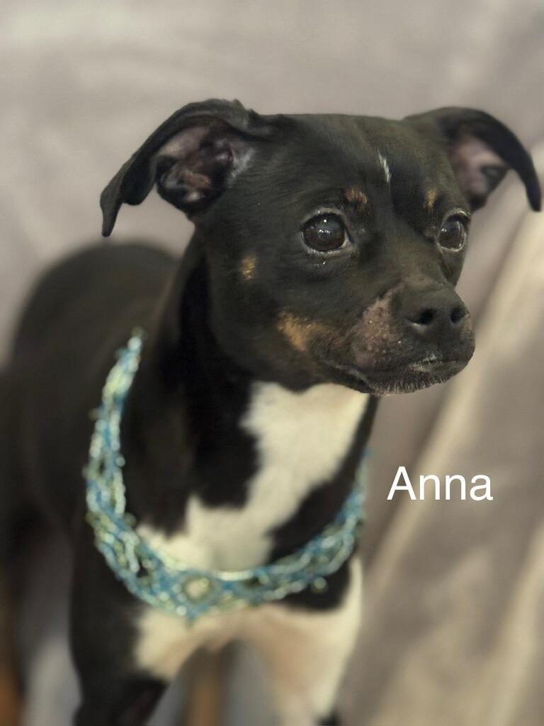 Anna, a Adoptable mixed breed in Irving, TX image 2/5