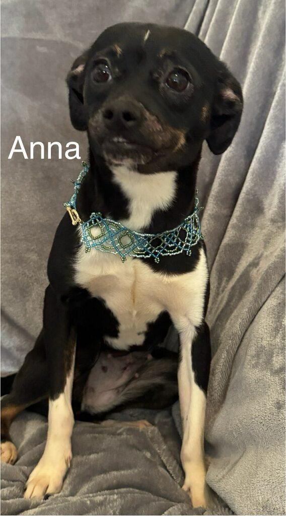 Anna, a Adoptable mixed breed in Irving, TX image 3/5