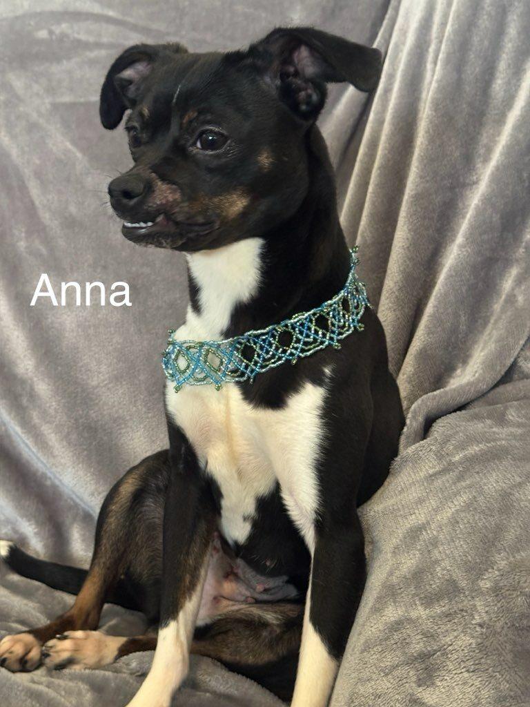 Anna, a Adoptable mixed breed in Irving, TX image 5/5