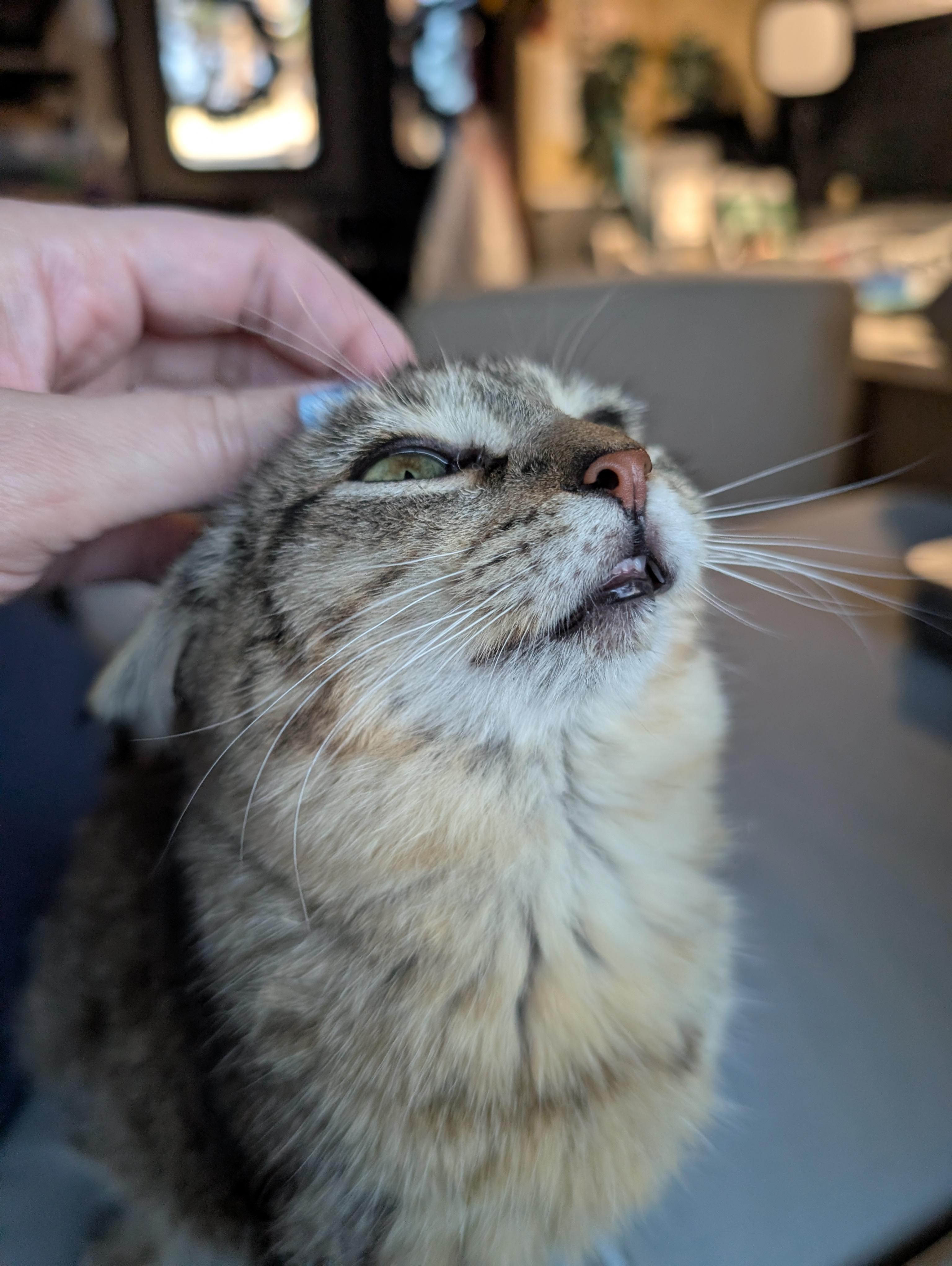 Enlarge Stripes, a Adoptable mixed breed in Cleburne, TX image 1/3